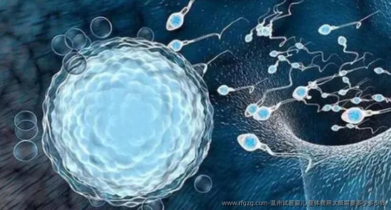 温州代孕 整体费用大概需要多少多少钱