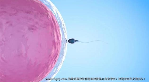 体重超重是怎样影响代孕成功率的？试管成功率大概多少？ 